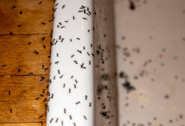 Wasp Removal Services in Ardmore, PA