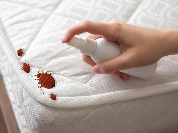 Reliable Ardmore, PA Pest Control Solutions