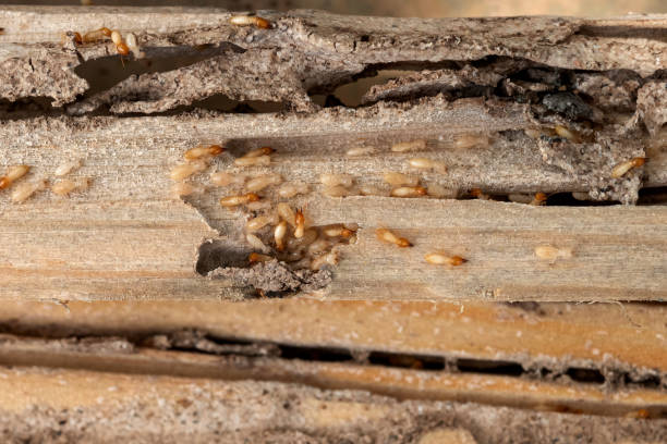 Best Residential Pest Control  in Ardmore, PA