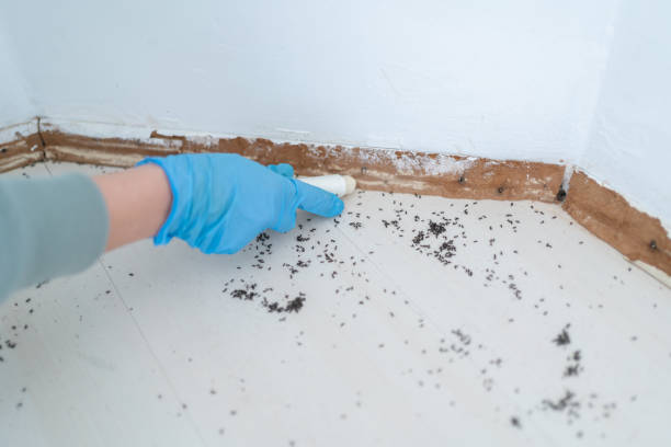 Best Flea Control Services  in Ardmore, PA